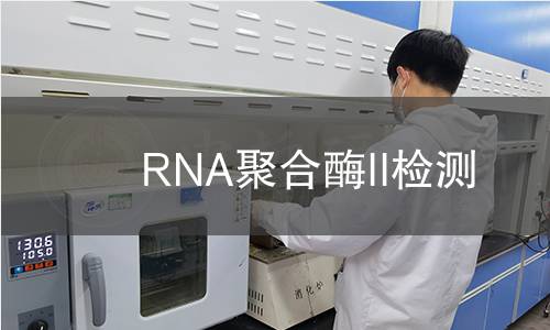  RNA聚合酶II檢測(cè)