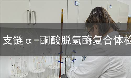  支鏈α-酮酸脫氫酶復(fù)合體檢測